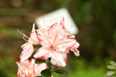 Enlarge photo 257