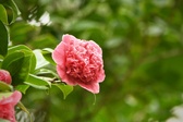 Enlarge photo 259