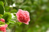Enlarge photo 260