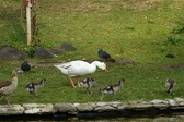 Enlarge photo 261