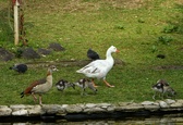 Enlarge photo 262