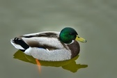 Enlarge photo 264