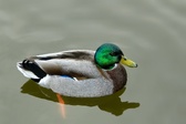 Enlarge photo 263