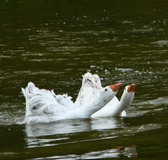 Enlarge photo 265