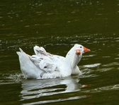 Enlarge photo 266