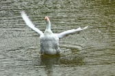 Enlarge photo 267