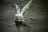 Enlarge photo 268