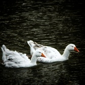 Enlarge photo 270