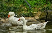 Enlarge photo 271