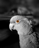 Enlarge photo 98