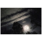 Enlarge photo 58