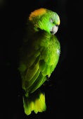 Enlarge photo 54