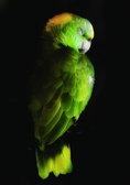 Enlarge photo 55