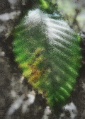 Enlarge photo 67
