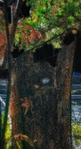 Enlarge photo 68