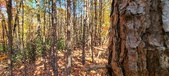 Enlarge photo 111