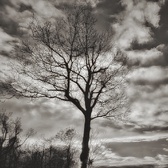 Enlarge photo 153