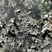 Enlarge photo 186