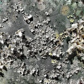 Enlarge photo 185