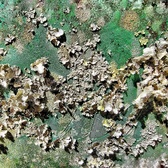 Enlarge photo 184