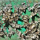 Enlarge photo 187