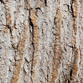 Enlarge photo 198