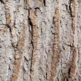 Enlarge photo 195