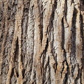 Enlarge photo 199