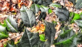Enlarge photo 200
