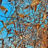 Enlarge photo 204
