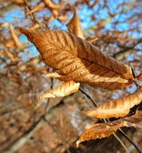 Enlarge photo 205
