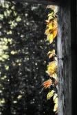 Enlarge photo 56
