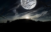 Enlarge photo 119