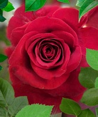 Enlarge photo 222