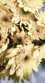 Enlarge photo 232