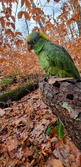 Enlarge photo 29