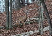 Enlarge photo 49