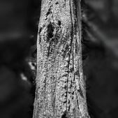 Enlarge photo 64