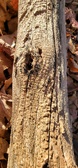 Enlarge photo 63