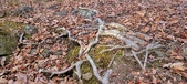 Enlarge photo 122