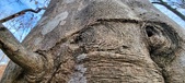 Enlarge photo 165