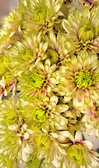 Enlarge photo 235