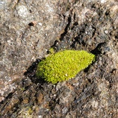 Enlarge photo 269
