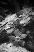 Enlarge photo 273