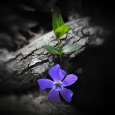 Enlarge photo 275
