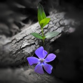 Enlarge photo 274