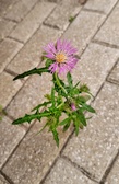 Enlarge photo 306