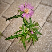 Enlarge photo 307
