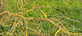 Enlarge photo 310