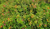 Enlarge photo 311